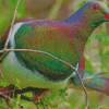 New Zealand Kereru Diamond Painting