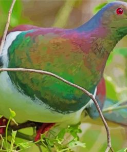 New Zealand Kereru Diamond Painting