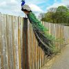 Peacock On A Fence Diamond Paintings