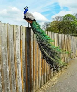 Peacock On A Fence Diamond Paintings