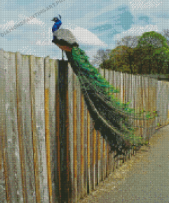 Peacock On A Fence Diamond Paintings