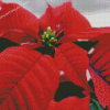 Poinsettia Diamond Painting