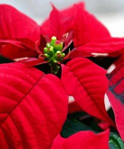 Poinsettia Diamond Painting