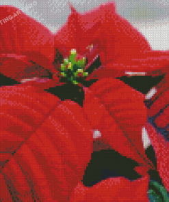 Poinsettia Diamond Painting