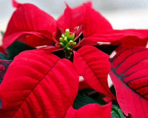 Poinsettia Diamond Painting