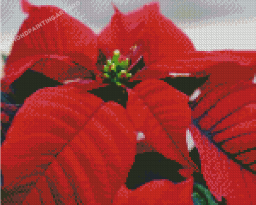 Poinsettia Diamond Painting