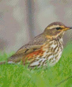 Redwing Diamond Paintings