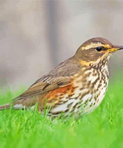 Redwing Diamond Paintings