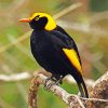 The Regent Bowerbird Diamond Painting