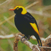 The Regent Bowerbird Diamond Painting