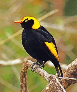 The Regent Bowerbird Diamond Painting