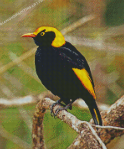 The Regent Bowerbird Diamond Painting