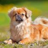 Tibetan Spaniel Diamond Painting