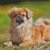 Tibetan Spaniel Diamond Painting