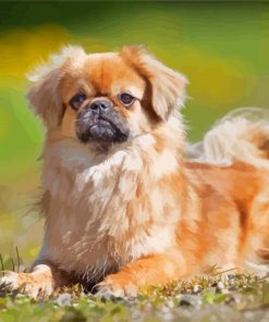 Tibetan Spaniel Diamond Painting