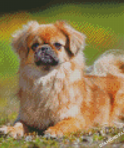 Tibetan Spaniel Diamond Painting