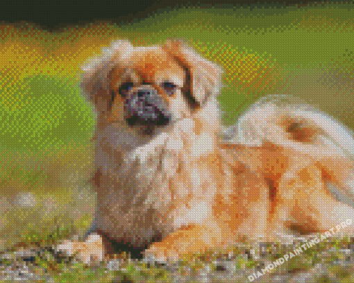 Tibetan Spaniel Diamond Painting