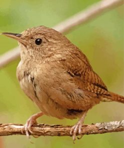 Wren Bird Diamond Paintings