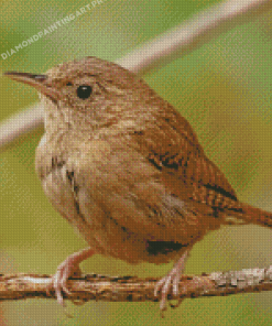 Wren Bird Diamond Paintings