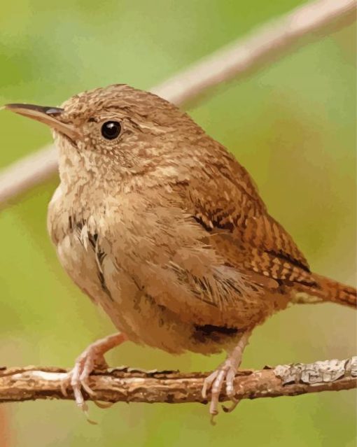 Wren Bird Diamond Paintings