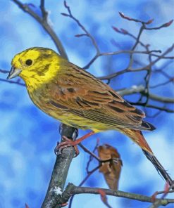 Yellowhammer Bird In Winter Diamond Painting