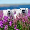 Bears In Lavender Field Diamond Painting