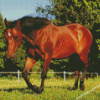 Brown Quarter Horse Diamond Painting