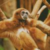 Brown Spider Monkey Diamond Paintings