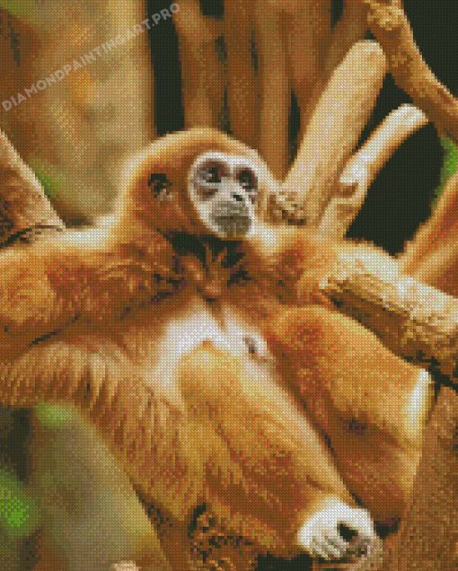 Brown Spider Monkey Diamond Paintings