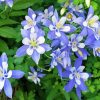 Colorado Blue Columbine Diamond Paintings