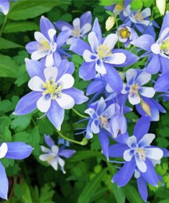 Colorado Blue Columbine Diamond Paintings