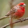 Cool House Finch Diamond Painting