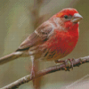 Cool House Finch Diamond Painting