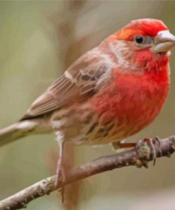 Cool House Finch Diamond Painting