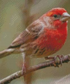 Cool House Finch Diamond Painting