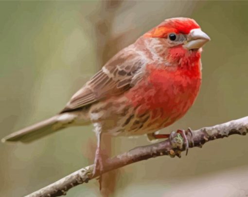 Cool House Finch Diamond Painting