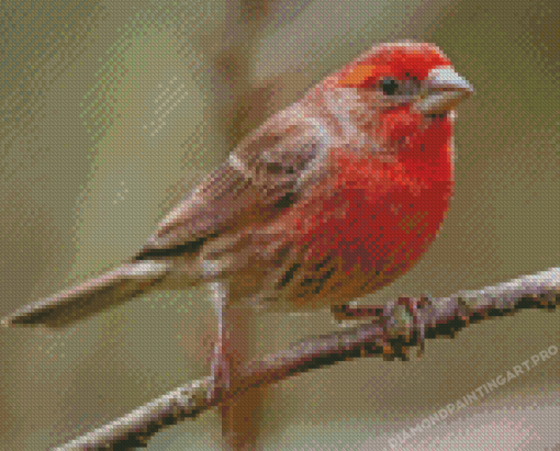 Cool House Finch Diamond Painting