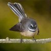 Cute Fantail Bird Diamond Painting