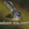 Cute Fantail Bird Diamond Painting