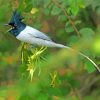 Cute Indian Paradise Flycatcher Diamond Paintings