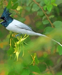 Cute Indian Paradise Flycatcher Diamond Paintings