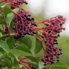 Elderberry Plant Diamond Paintings