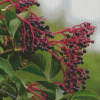 Elderberry Plant Diamond Paintings