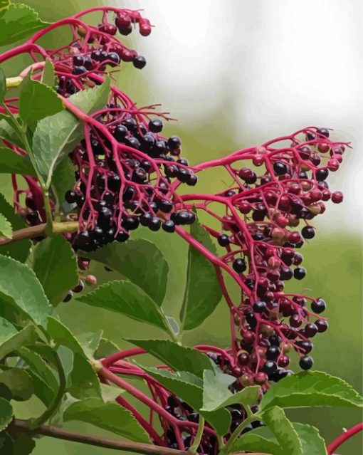 Elderberry Plant Diamond Paintings