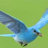 Flying Mountain Bluebird Diamond Painting