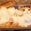 Funny Cat In A Box Diamond Paintings