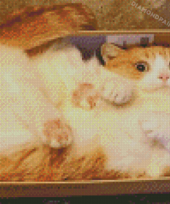 Funny Cat In A Box Diamond Paintings