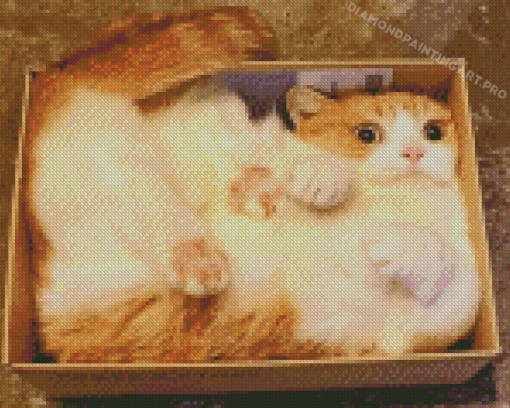 Funny Cat In A Box Diamond Paintings