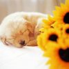 Golden Retriever Puppy With Sunflowers Diamond Paintings