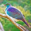 Kereru Bird On A Branch Diamond Painting